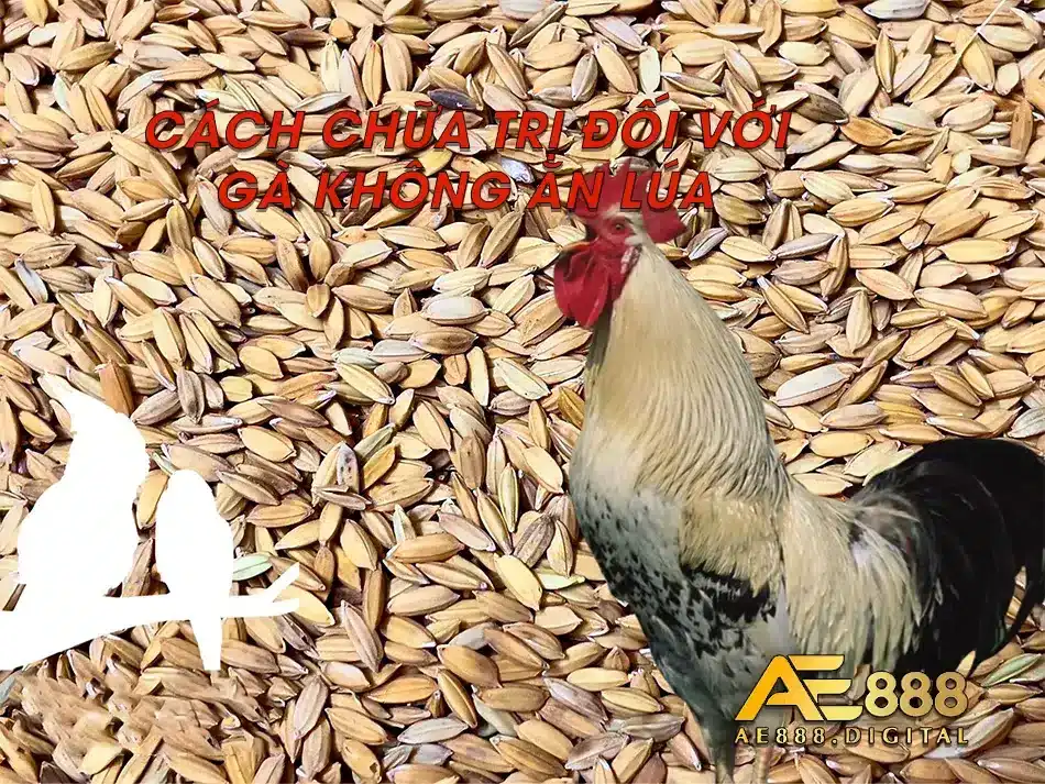 Cách chữa bệnh cho gà không ăn lúa