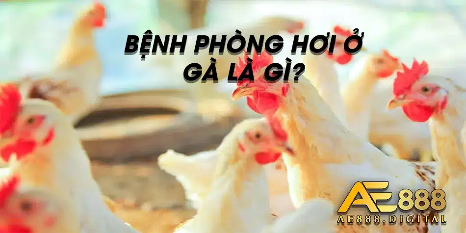 Cách thức điều trị bệnh phòng hơi ở gà