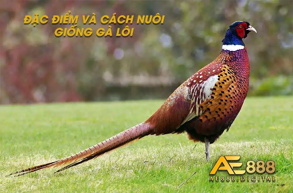 Các đặc điểm có tại giống Gà Lôi