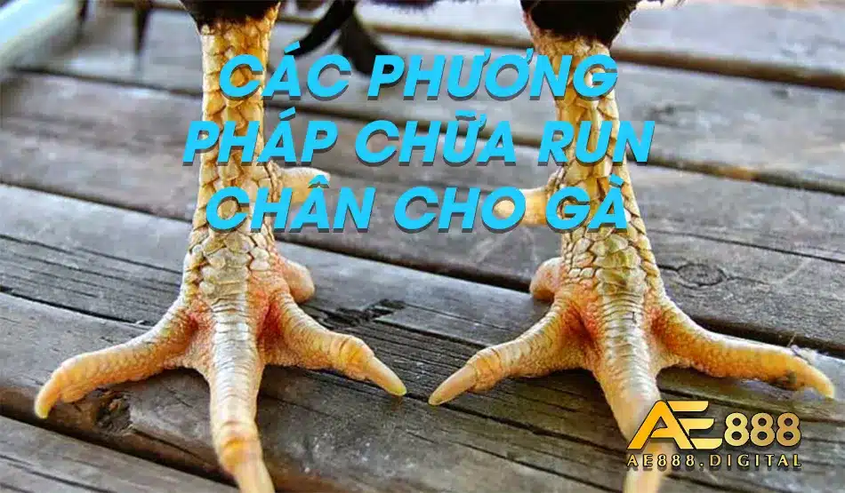 Có nhiều phương pháp chữa gà bệnh run chân