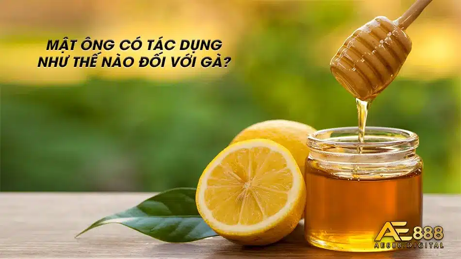 Cho gà uống mật ông có lợi ích gì?