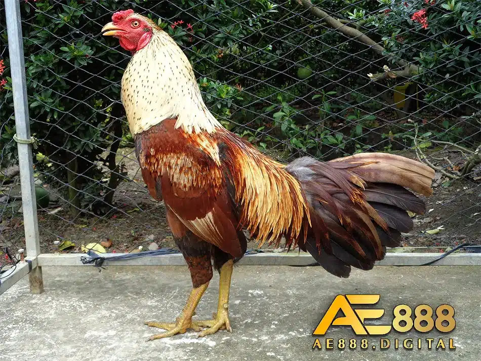 Giải đáp thắc mắc về bệnh gà uống nhiều nước