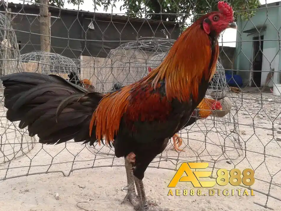 Mẹo chỉ bệnh thương hàn ở gà