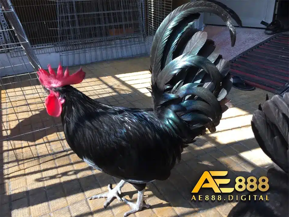 AE 888 - Bí Mật Sân Chơi Cá Cược Đỉnh Cao Kinh Nghiệm & Đánh Giá