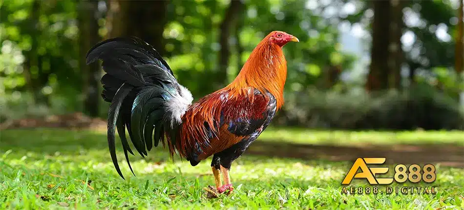 Gía trị của gà chọi Mỹ Kelso