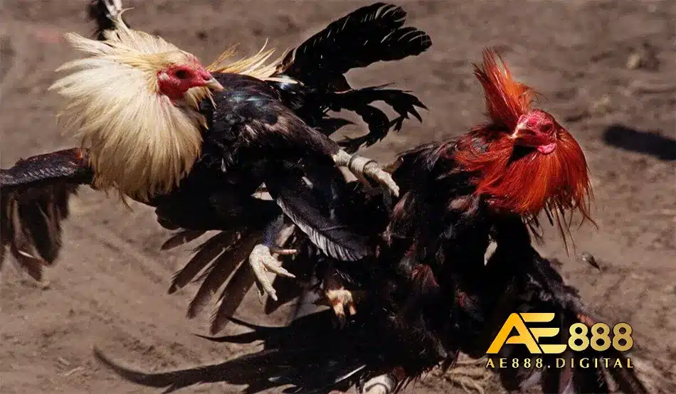 Tìm hiểu thị trường gà chọi Thái Lan hiện nay
