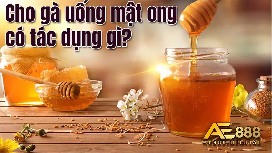 Cách cho gà uống mật ông hiệu quả