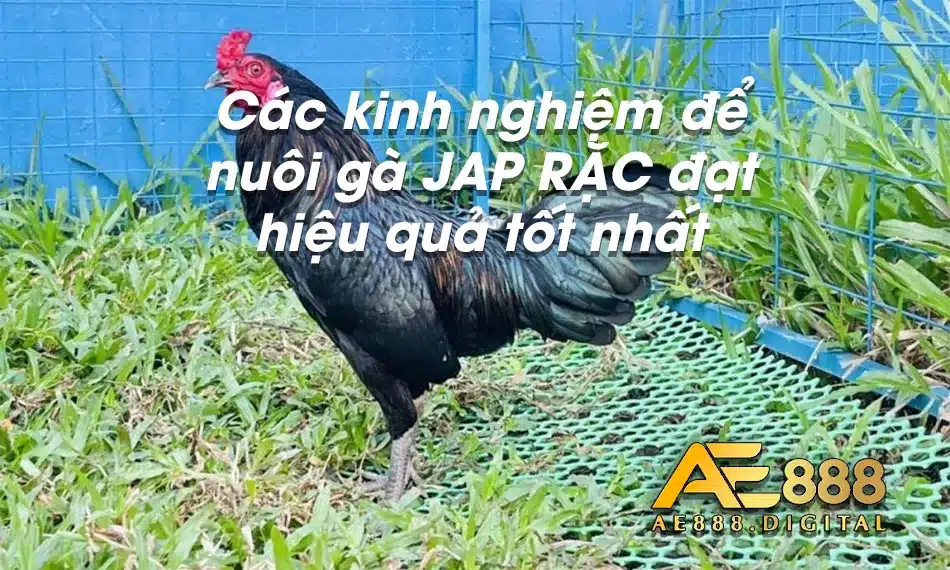 Các kinh nghiệm cần biết về nuôi gà JAP RẶC