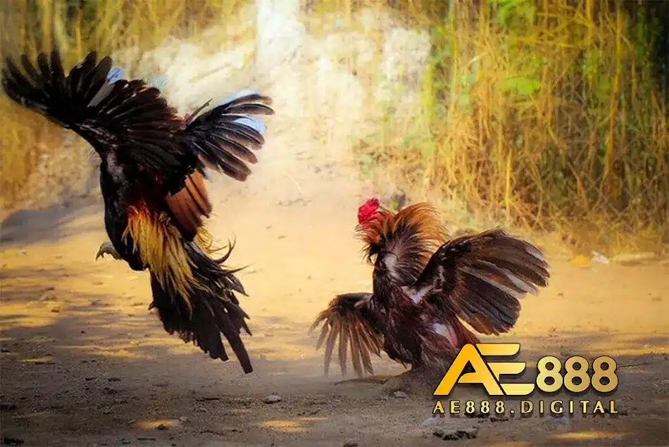 Quy định trong luật đá gà Bắc, Trung, Nam
