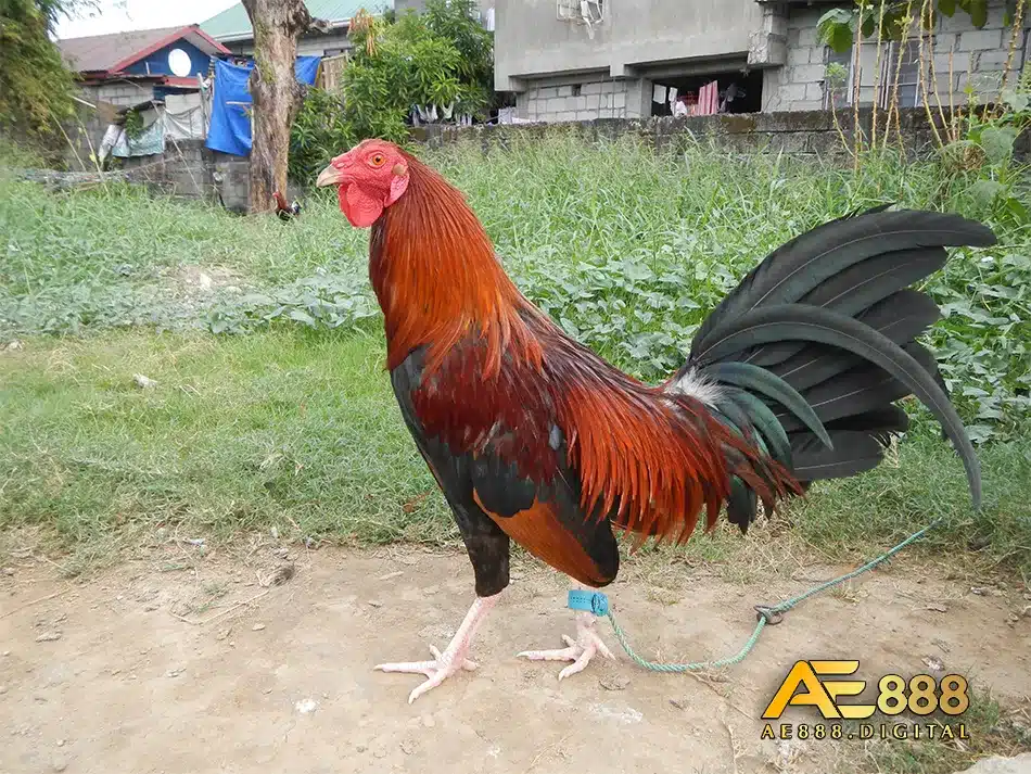 Cơ hội và thách thức với phong trào đá gà chọi tại Việt Nam