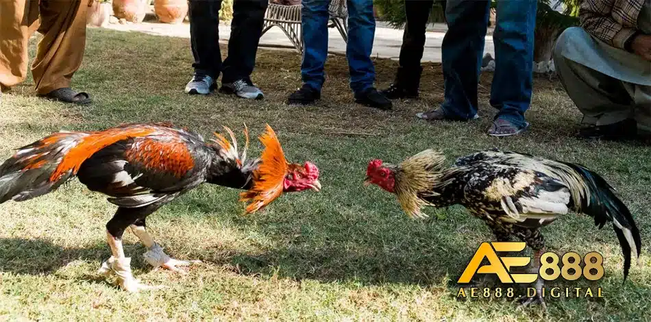 Chăn nuôi gà chọi Thái Lan theo quy trình