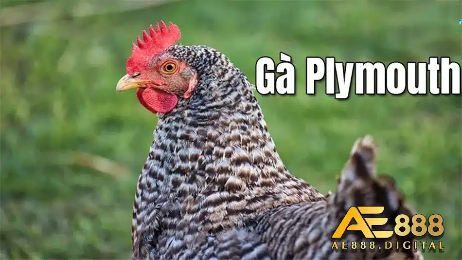Giống gà Plymouth