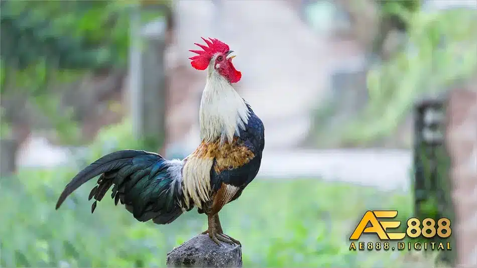 Gà chọi Mỹ và sức mạnh của nó