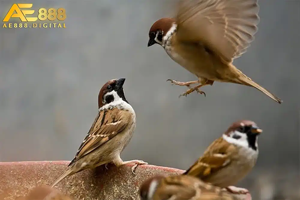 Mỗi loài chim lại mang ý nghĩa riêng về sự may mắn, công danh, tài lộc.