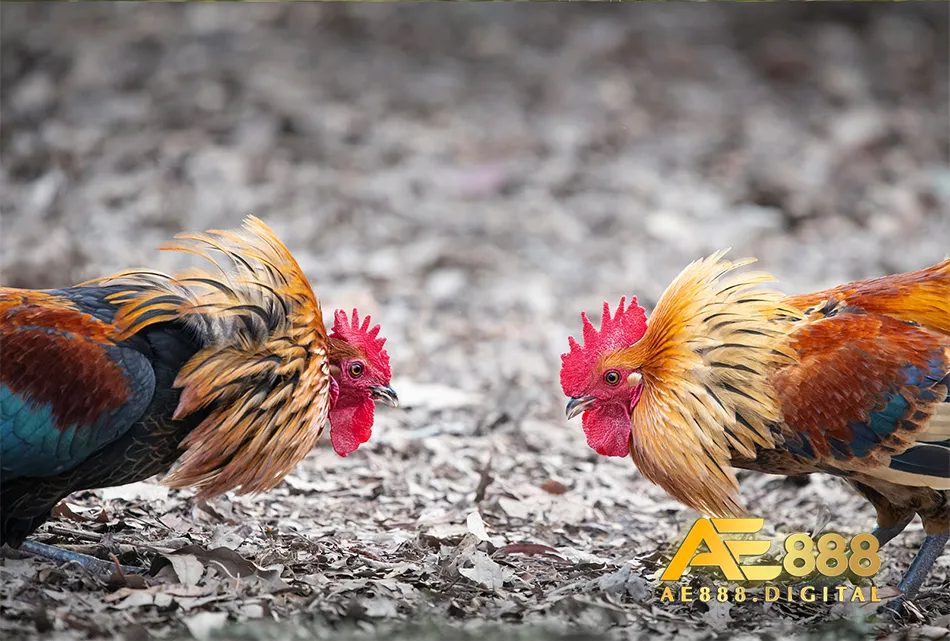 Cach phòng tránh bệnh cho gà chọi