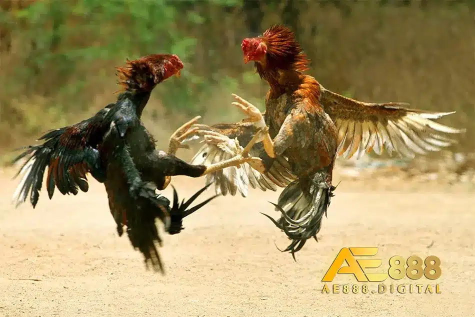Bí quyết lai tạo gà chọi hiệu quả