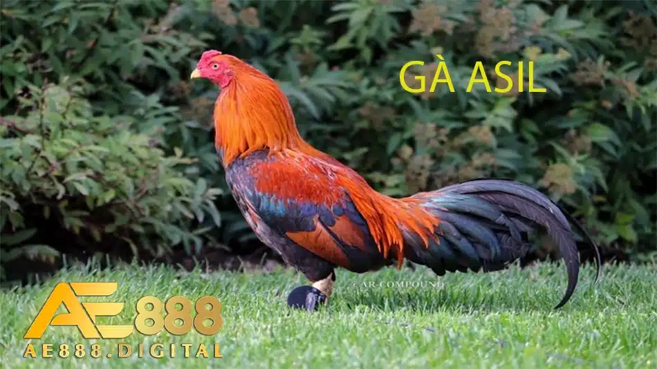 giới thiệu Giống gà Asil: Nguồn gốc cổ xưa và sức mạnh bứt phá ae888