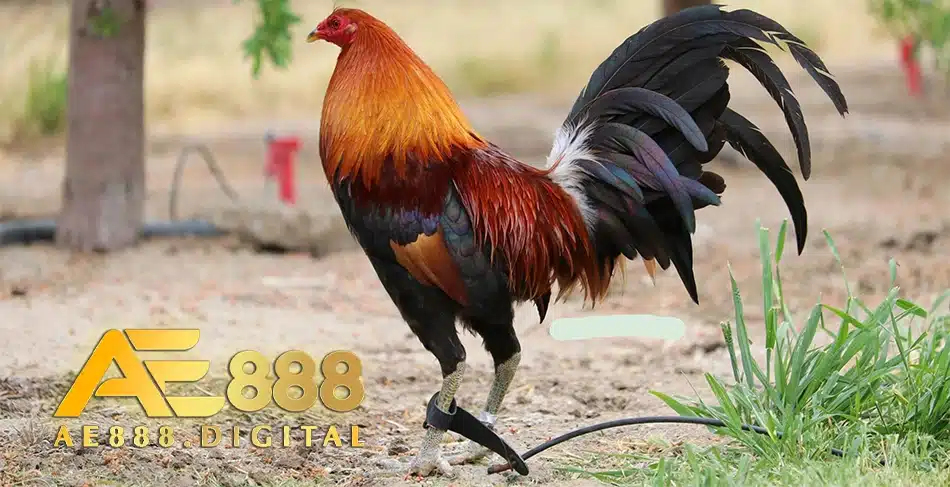 lựa chọn Giống gà đá phù hợp ae888