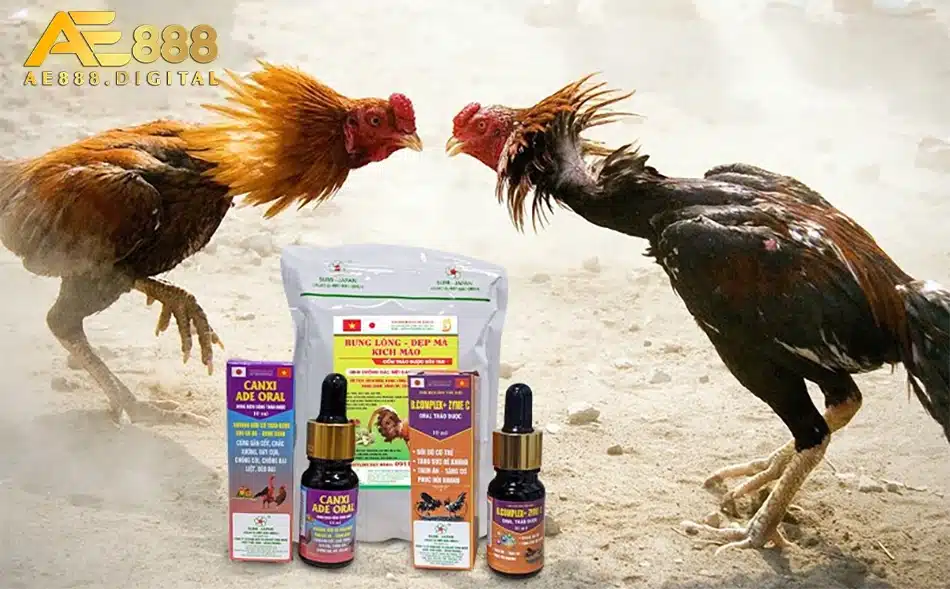 cách Nuôi dưỡng gà chiến với chế độ dinh dưỡng cân đối và bổ sung vitamin ae888