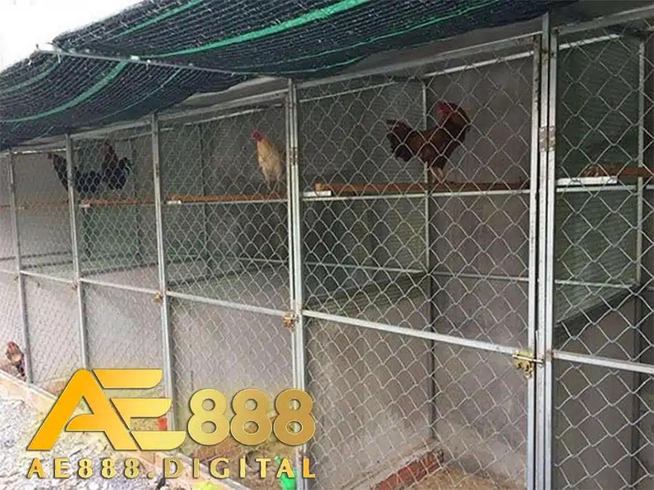 cách Xây dựng chuồng trại lý tưởng ae888